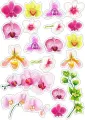 Obdélníkový jedlý papír k výřezu – Květiny, jemné akvarelové orchideje (růžová, fialová, žlutá)