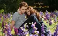 Obdélníkový jedlý obrázek na dort – Stmívání, Edward a Bella na kvetoucí louce (fialová, zelená, modrá)