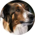 Kulatý jedlý obrázek na dort – Ruby záchranářka, portrét fenky (hnědá, bílá, černá)
