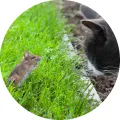 Kulatý jedlý obrázek na dort – Kočka a myš, černobílá kočka a myš v trávě (zelená, černá, hnědá)
