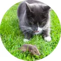 Kulatý jedlý obrázek na dort – Kotě a myš (zelená, šedá, bílá)