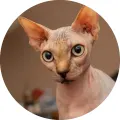 Kulatý jedlý obrázek na dort – Sphynx kočka (hnědá, černá, bílá)