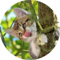 Kulatý jedlý obrázek na dort – Kočka na stromě (zelená, hnědá, bílá)