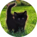 Kulatý jedlý obrázek na dort – Černé kotě v trávě (černá, zelená)
