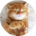 Kulatý jedlý obrázek na dort – Zasněné rezavé kotě (žlutá, bílá, růžová)