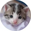Kulatý jedlý obrázek na dort – Roztomilé kotě (bílá, šedá, modrá)