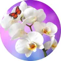 Kulatý jedlý obrázek na dort – Motýl na orchideji (bílá, fialová, červená)