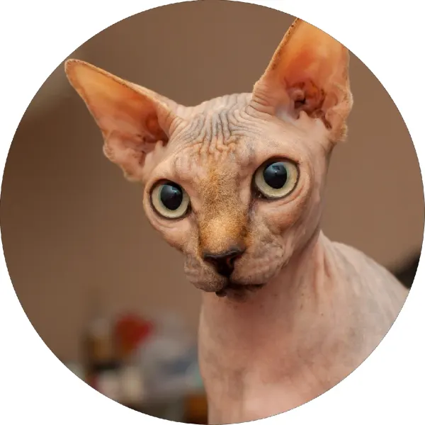 Kulatý jedlý obrázek na dort – Sphynx kočka (hnědá, černá, bílá)